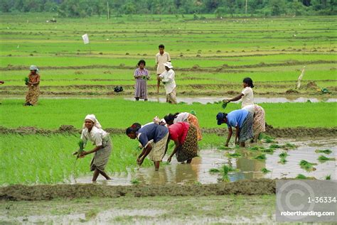 Rice Farming Sri Lanka Asia Stock Photo