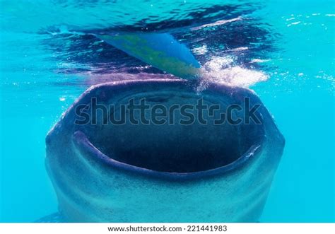 Underwater Shoot Gigantic Whale Sharks Rhincodon Stock Photo 221441983