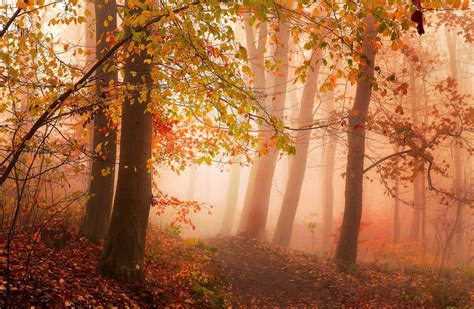 Nature Trees Fall Leaves Red Path Mist Forest Red