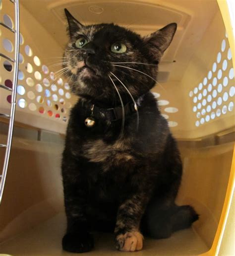 Rare Male Tortoiseshell Cat Is Looking For A Home