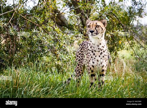 Cheetah Standing Tall In Grass With Tree Background Stock Photo Alamy