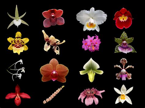 Orchid Types List