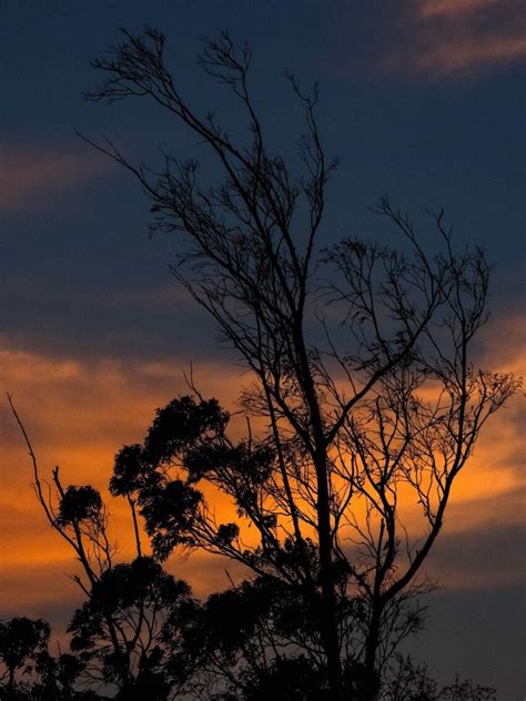 Free Picture Tree Dawn Sunrise Branch Shadow Backlit Silhouette