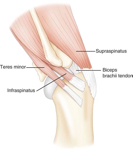The posterior tibial tibia tendon located at the inner side of your foot Why Do Agility Dogs Get Sore Shoulders? | The Balanced Dog