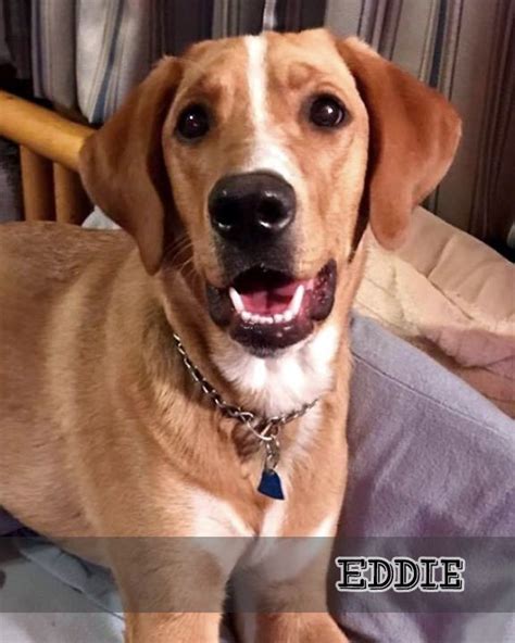 Adopt Eddie On Petfinder Dogs Pitbulls Coonhound