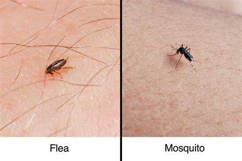 Fleabites Vs Mosquito Bites How To Tell The Difference The Healthy