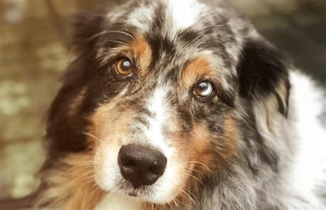 Are Australian Shepherd Aggressive Lets Find Out