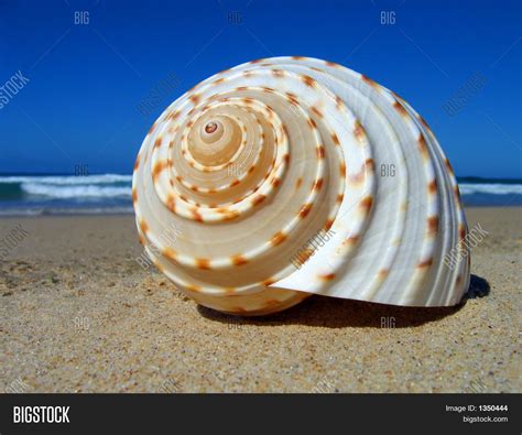Spiral Sea Shells