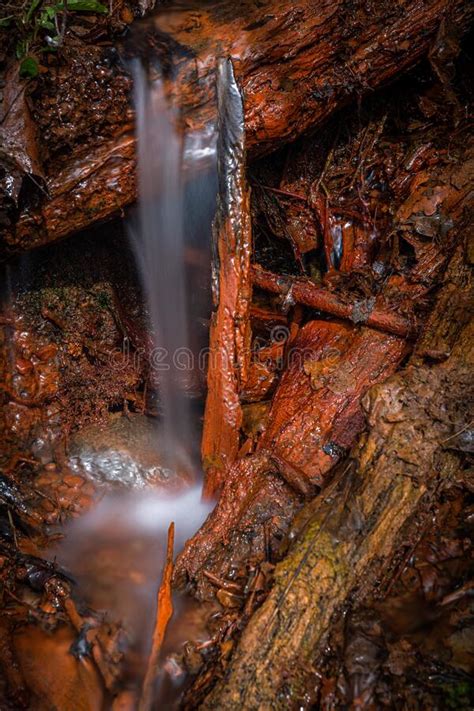 A Small Forest River With Waterfalls Stock Image Image Of Leaves