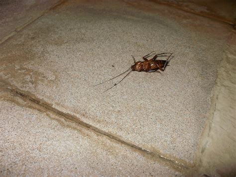 Cara berkesana bunuh lipas dalam kereta. Minda Insan: Bunuh Lipas Berkesan?