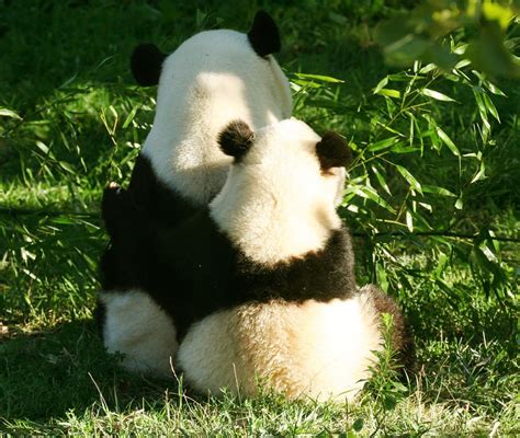 Pandas Panda Bear Panda Love Panda Hug