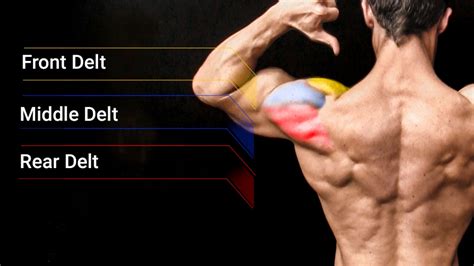Shoulder Workouts Best Exercises For Muscle And Strength
