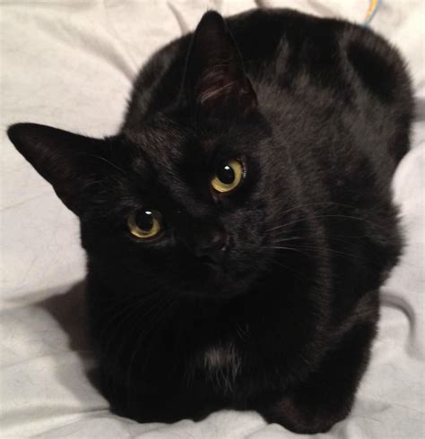 The Most Beautiful Black Cats Cute Black Cats Black Cat