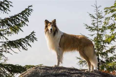 Imagini Lassie Come Home 2020 Imagini Lassie Se întoarce Acasă