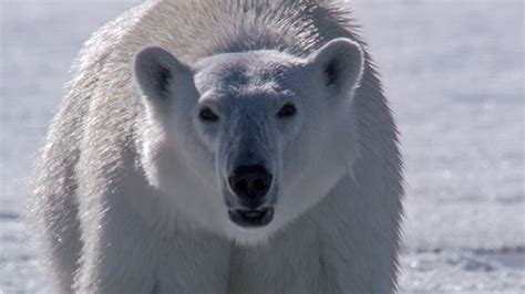 Polar Bear Stalks And Attacks Seal Bbc Earth