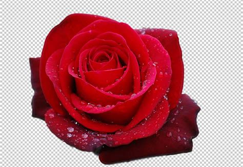 Maybe you would like to learn more about one of these? Flower rose