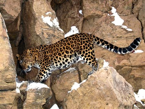 Animals Rocks Leopards Amur Leopard Wallpapers Hd Desktop And