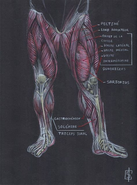 Détail des muscles de la jambe quadriceps adducteur muscle