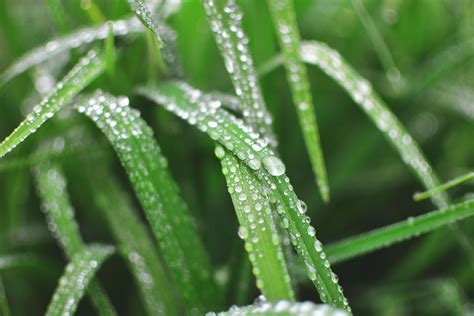 Droplet Close Up Photo Of Water Dew On Linear Leaves Grass Image Free Photo