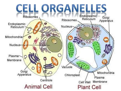 Cell organelles are of 2 types. PPT - Cell organelles PowerPoint Presentation, free ...