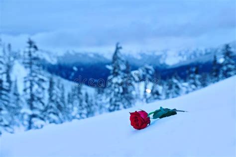 Red Rose In Snow In A Memory Of The Loved One Stock Photo Image Of