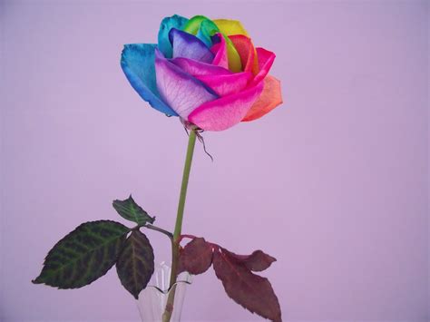 A Rainbow Rose Helianthus