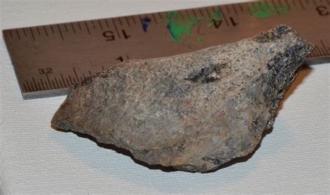Turtle Shell Fragment Peace River Formation Bone Valley Member