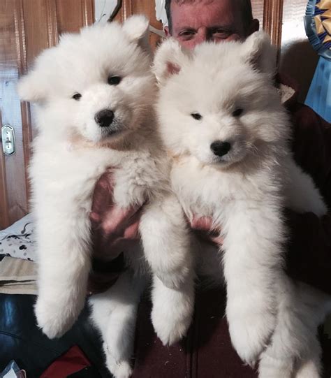 Samoyed Excellent Samoyed Puppies For Adoption Dogs For Sale Price