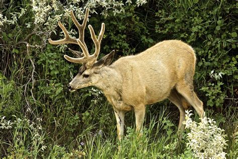 Canada Mule Deer Buck In Velvet