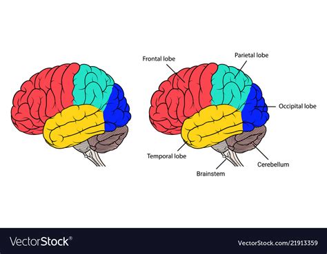 Sections Of Human Brain Anatomy Side View Flat Vector Image