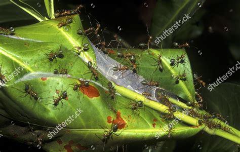 Green Tree Ant Oecophylla Smaragdina On Editorial Stock Photo Stock