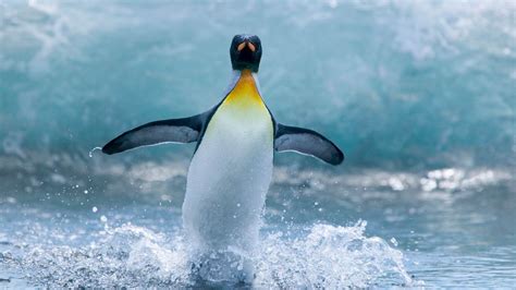 Happy Antarctic Penguins Hd Desktop Wallpaper 03 Preview