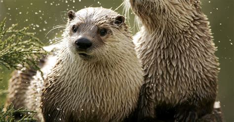 River Otter Trapping Season Considered For Indiana