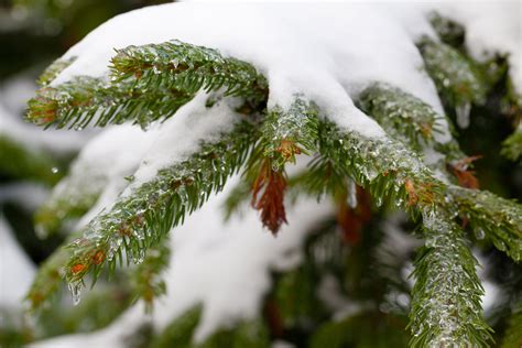 Spruce Branches Covered In Snow Free Stock Photo Public Domain Pictures