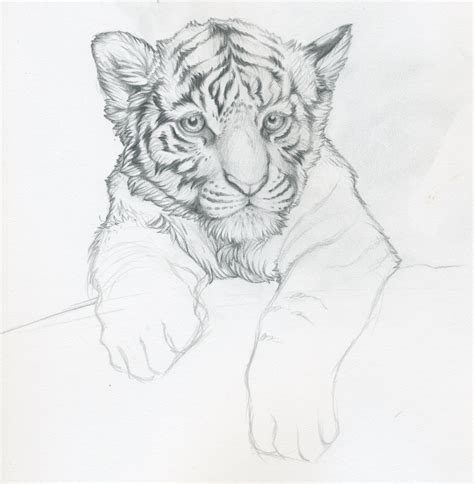 Tiger Drawing Tiger Cubs And Cubs On Pinterest