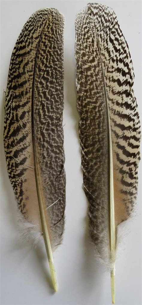 Striped Wing Quill Feathers - Feathergirl