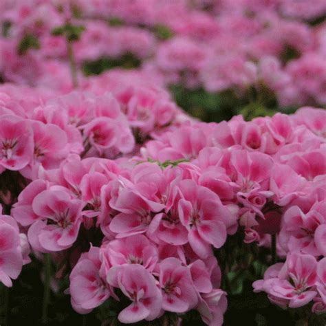 Geranium Rocky Mountain Pink What We Grow