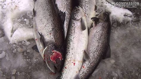 Undercover Video Of Cooke Salmon Hatchery In Maine Reveals Animal