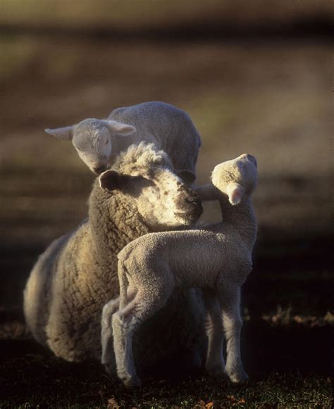 Ewe And Lambs B Photograph By Jerry Shulman