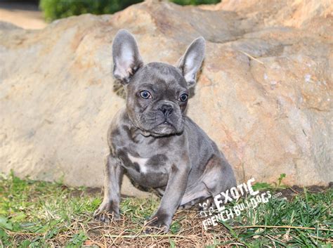 While we know you would like your dog with you quickly, we have to comply with your destinations regulations which are in place for the safety of your dog. Blue_Cash1c - Exotic French Bulldogs