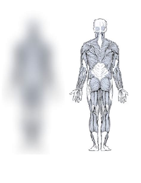 Human Body Muslces Back View Diagram Quizlet