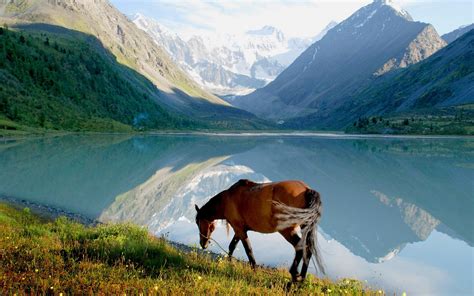 Borwn Horse Near Lake During Daytime Hd Wallpaper Wallpaper Flare