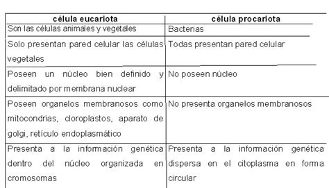 Cuadro Comparativo Celula Eucariota Y Procariota Pdf Citoplasma