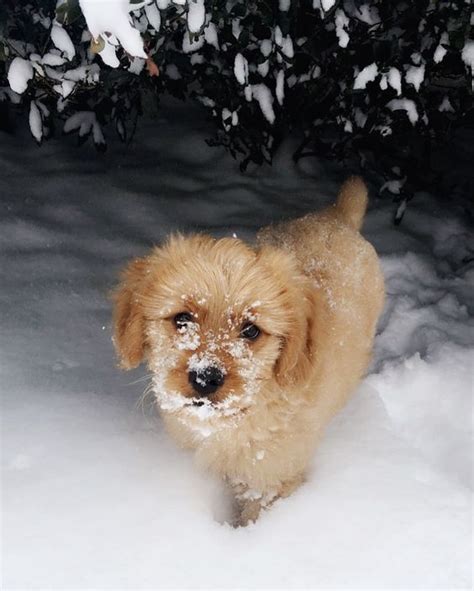 10 Adorable Puppies Playing In Their First Snow Pictures Cute