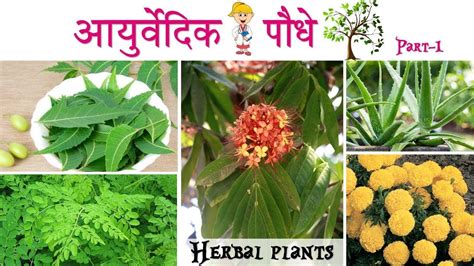 ये हैं आयुर्वेदिक पौधे Ayurvedic Plants Youtube
