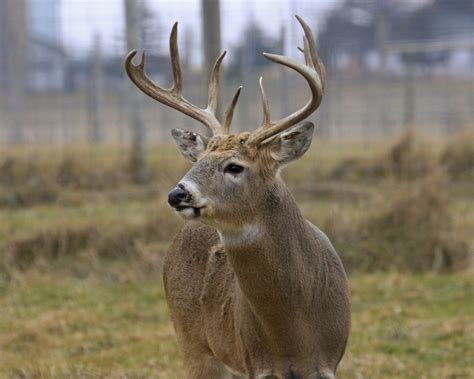 Natural Resources Commission Approves 2021 Deer Hunting Regulations