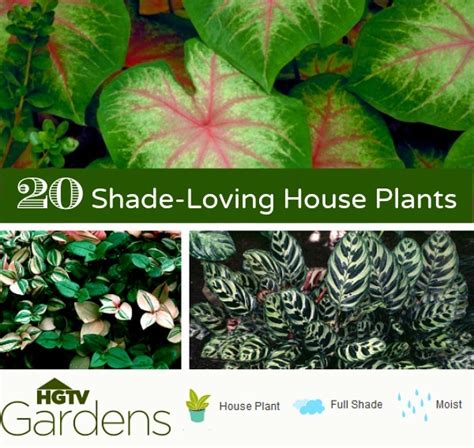 The average price for house plants ranges from $10 to $250. 20 Gorgeous Indoor Shade House Plants | Container Gardening
