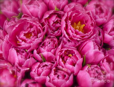Perfectly Pink Tulips Photograph By Amy Sorvillo