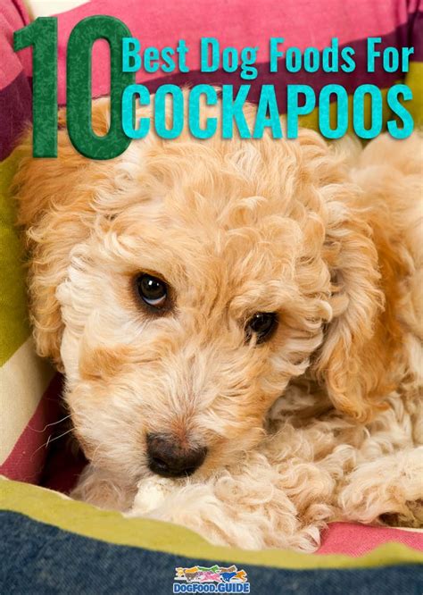 These may be aimed at senior dogs, large breeds, puppies, and pregnant dogs. 10 Best Dog Foods for Cockapoos in 2021