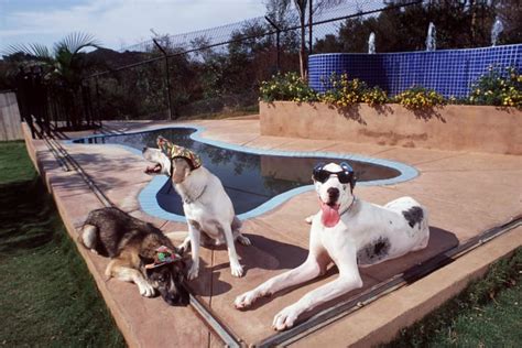 10 Facts About Great Danes